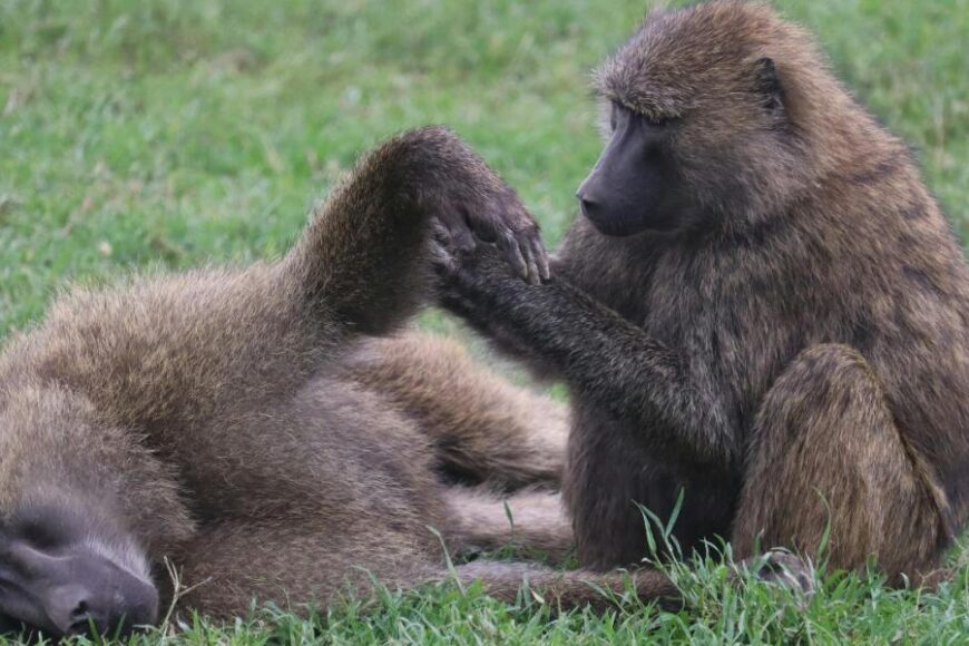 THE HONEY BABOON OF EAST AFRICA