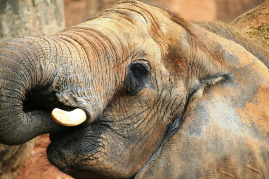 Elephant-Celebrity-Tours