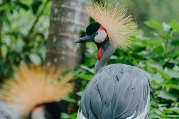 Grey Crowned Cranes of East Africa