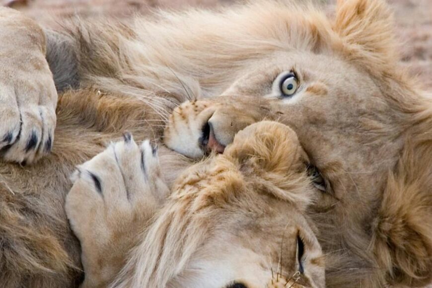 Lion-Celebrity-Tours