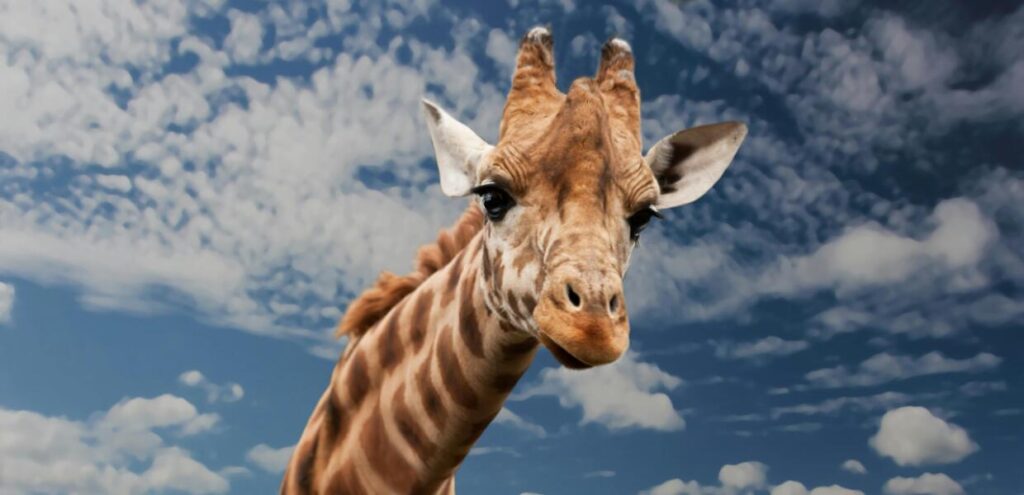 Meet the Giraffe – The Tallest Celebrity of the Savannah