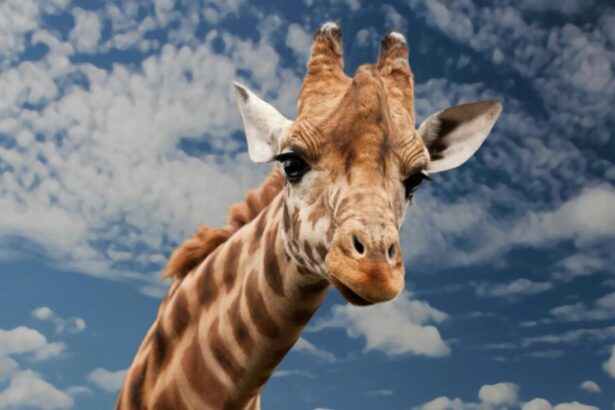 Meet the Giraffe – The Tallest Celebrity of the Savannah
