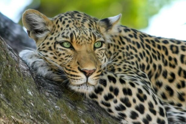 Leopard-Celebrity-Tours