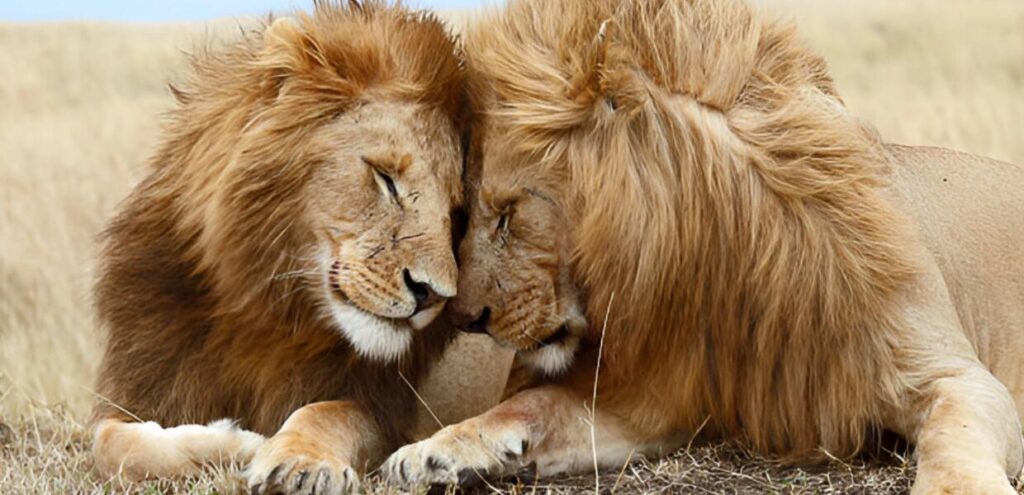 celebritysafari.tours -Lion-Couple-Serengeti-Tanzania