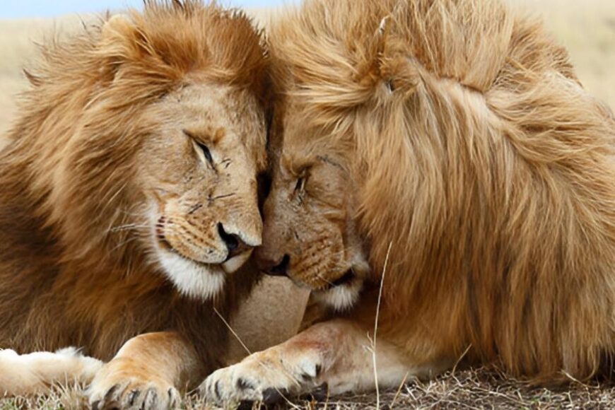 celebritysafari.tours -Lion-Couple-Serengeti-Tanzania