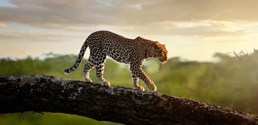 Celebrity-Safari-East-Africa