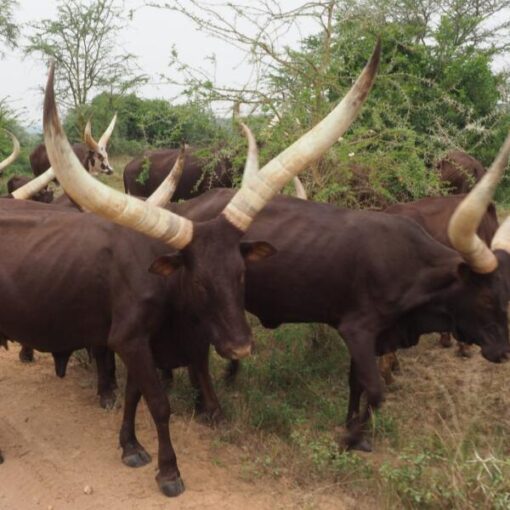 Banyankole (Nkole) People of Uganda Cattle