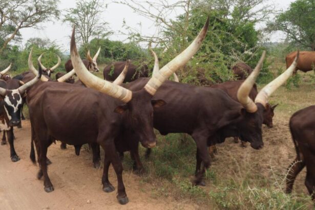 Banyankole (Nkole) People of Uganda Cattle
