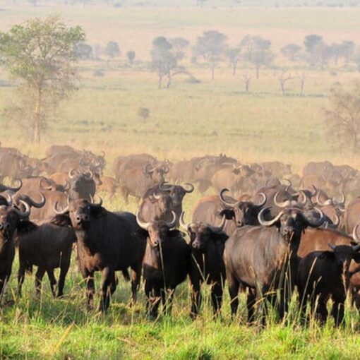 Buffalo-Uganda