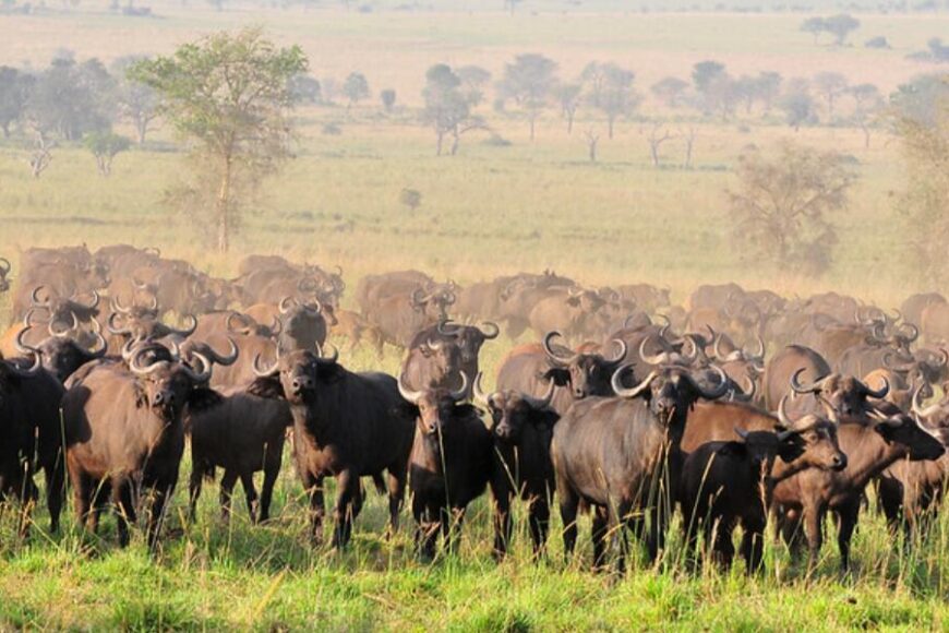 Buffalo-Uganda