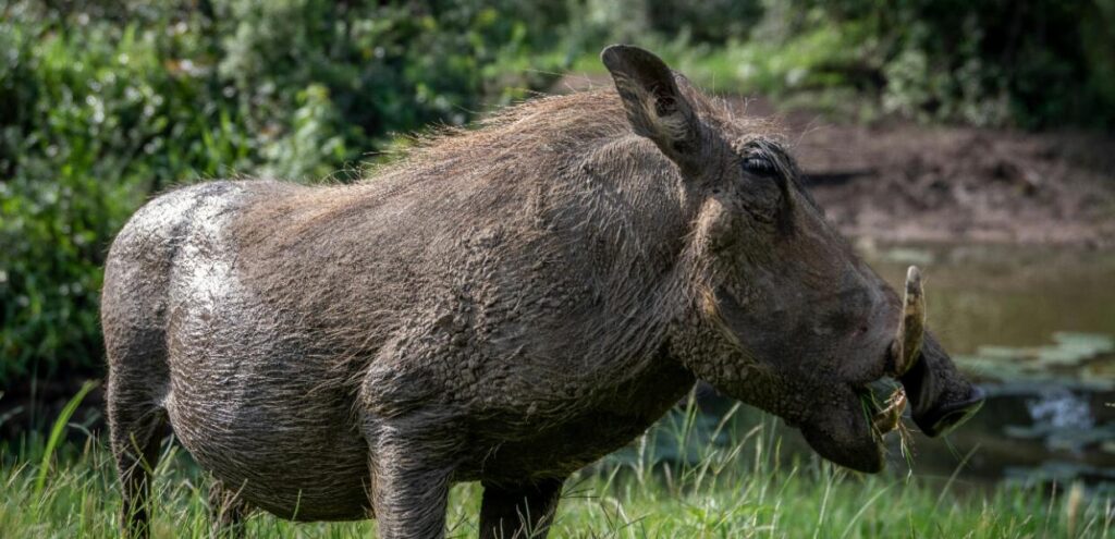 Bush-Pig-Kenia