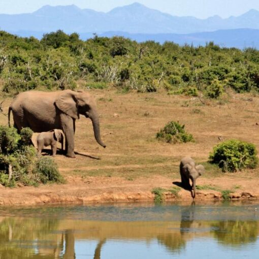 Elephant-Meru-Park-Kenia