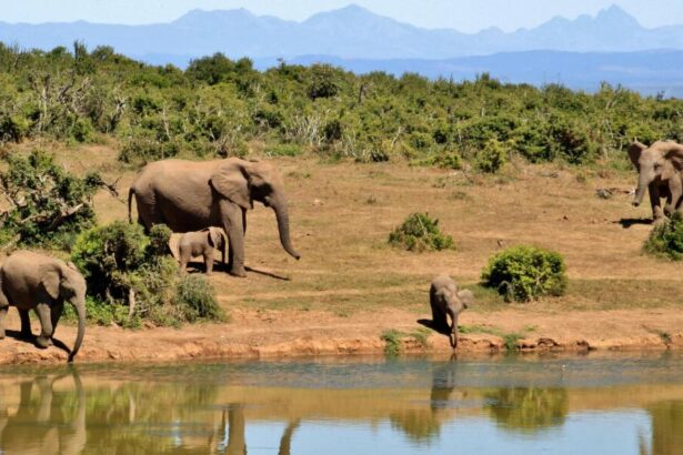 Elephant-Meru-Park-Kenia