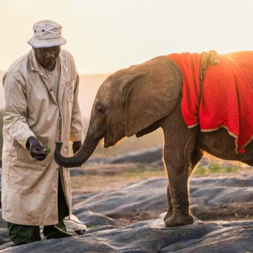 Elephant-Orphans-Kenia Sheldrick Wildlife Trust