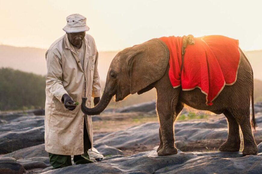 Elephant-Orphans-Kenia Sheldrick Wildlife Trust
