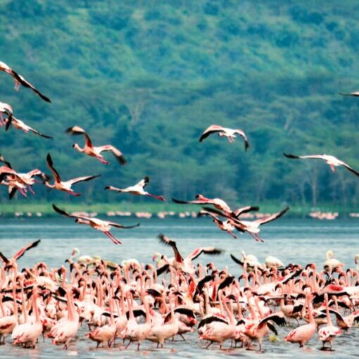 Flamingo-Kenia