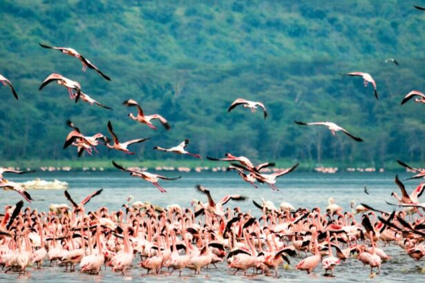 Flamingo-Kenia