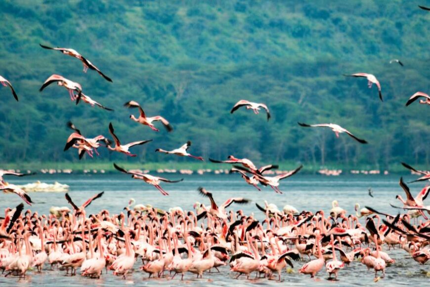 Flamingo-Kenia