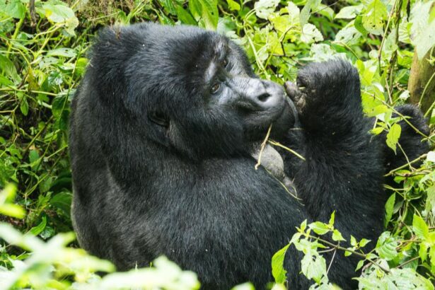 Gorilla Uganda