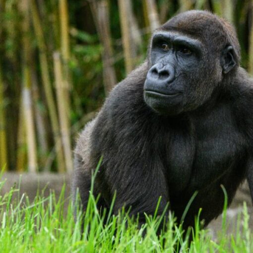 Gorilla-Uganda-Celebrity-Tours