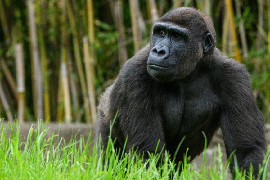 Gorilla-Uganda-Celebrity-Tours