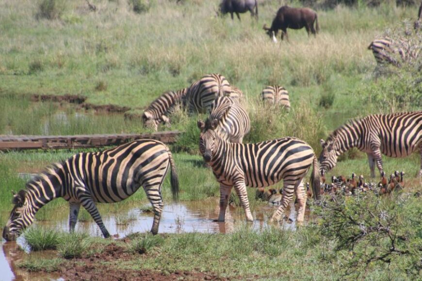 Katavi National Park