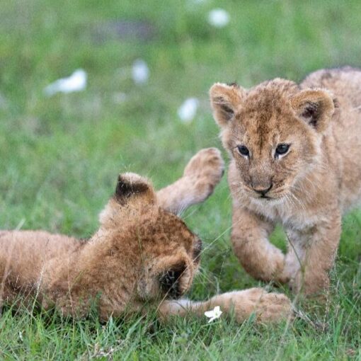 Kenia-National-Parks