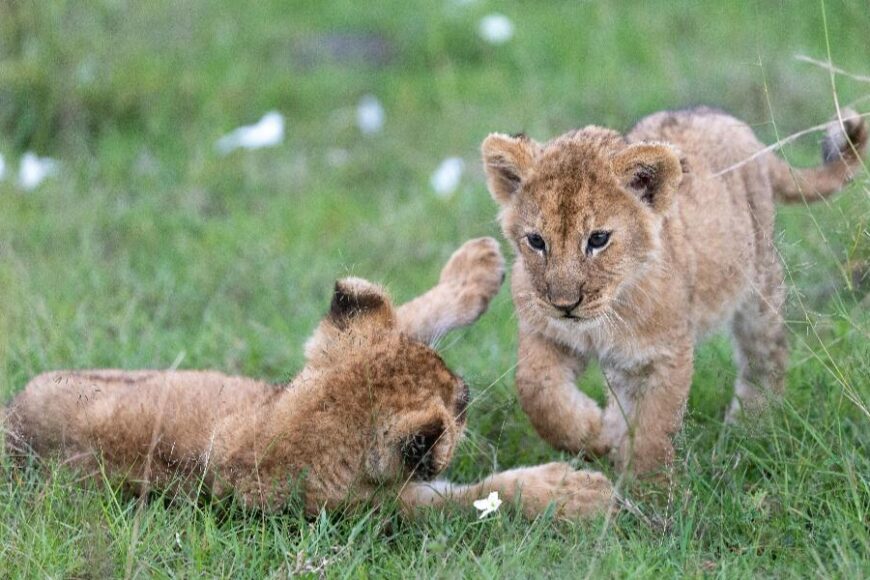 Kenia-National-Parks