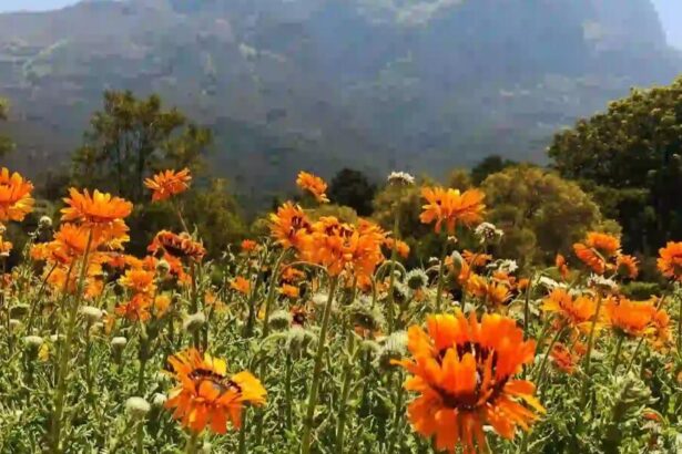 Kitulo National Park Tanzania