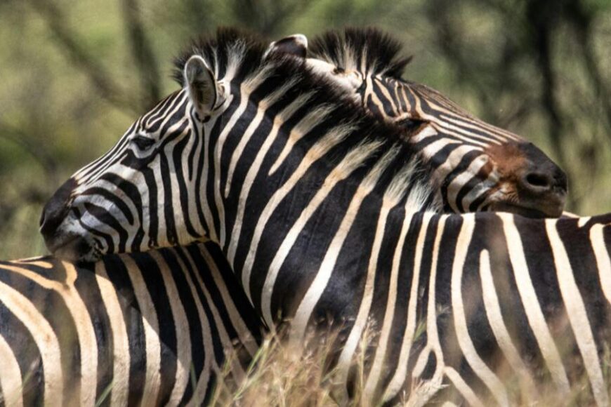 Masai Mara National Reserve — The Crown Jewel of African Safaris A masterpiece of wildlife, culture, and conservation