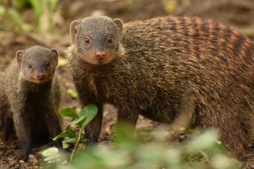 Mongooses