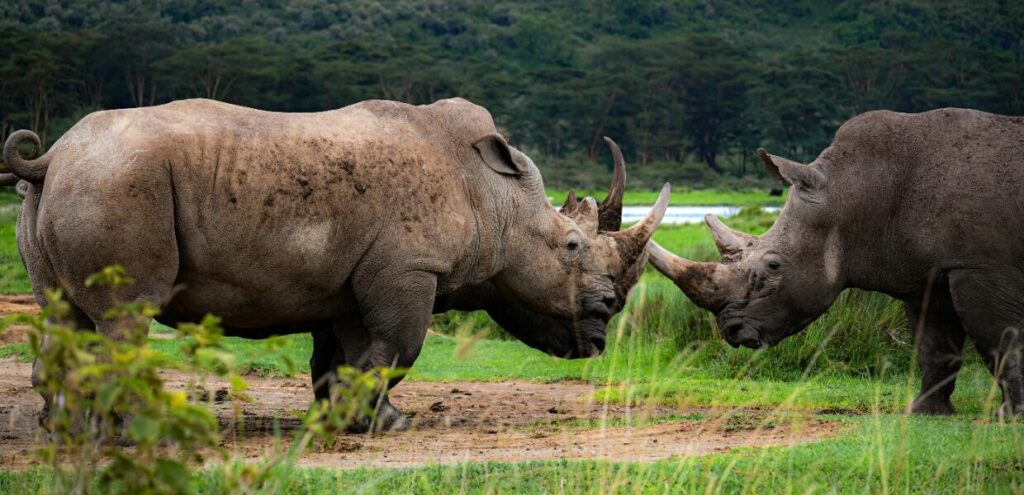 Neushoorn-Kenia-Rhino