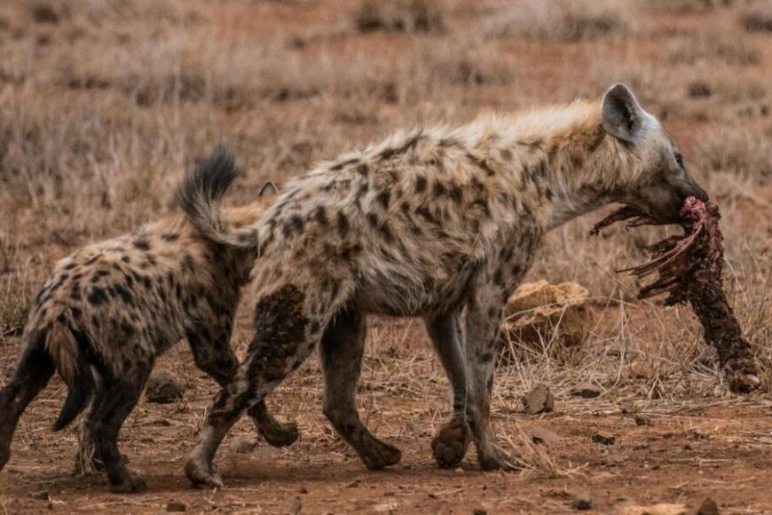 Spotted Hyena