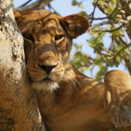 Uganda-Bwindi Impenetrable Forest