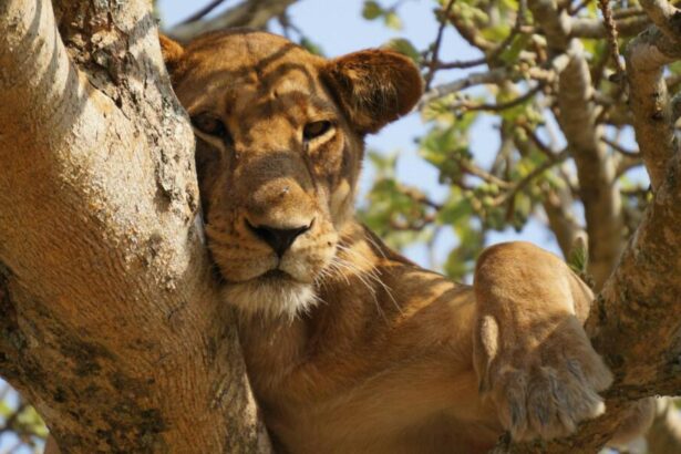 Uganda-Bwindi Impenetrable Forest