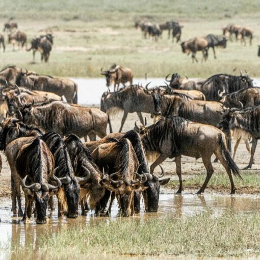 Wildebeests great Migration Kenia
