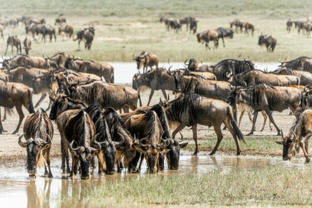 Wildebeests great Migration Kenia