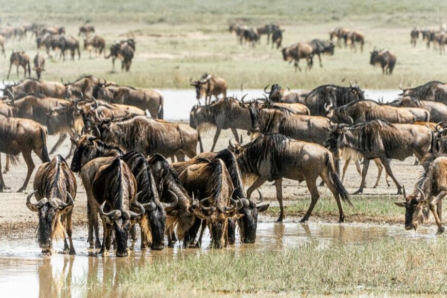 Wildebeests great Migration Kenia