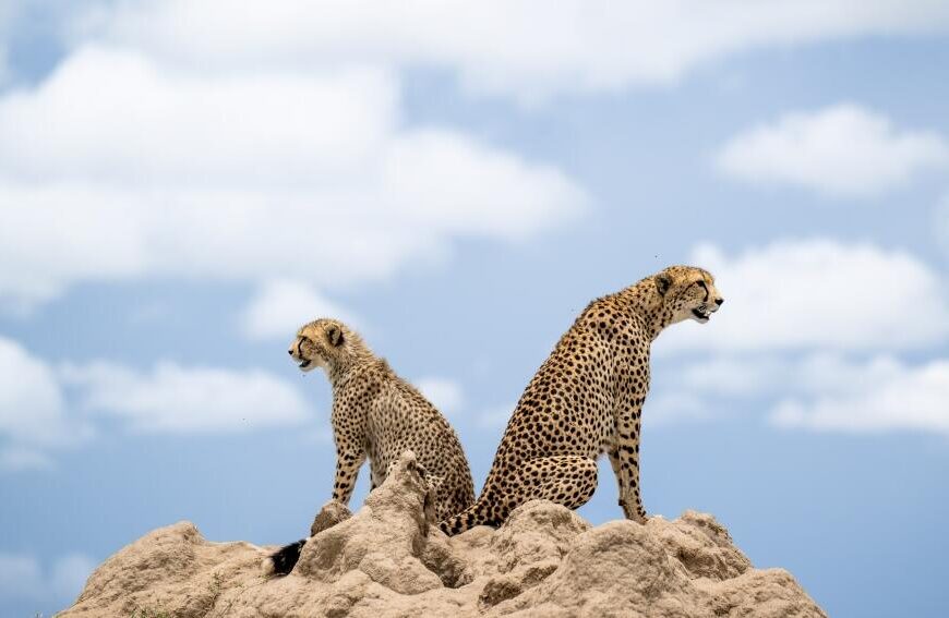 africa-East-Africa-Safari-Tours-Celebrities